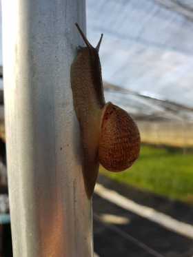 Bienvenidos a Caracoles MAES - Caracoles MAES