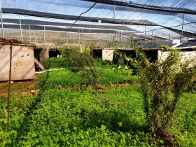 Compra nuestros caracoles - Caracoles MAES